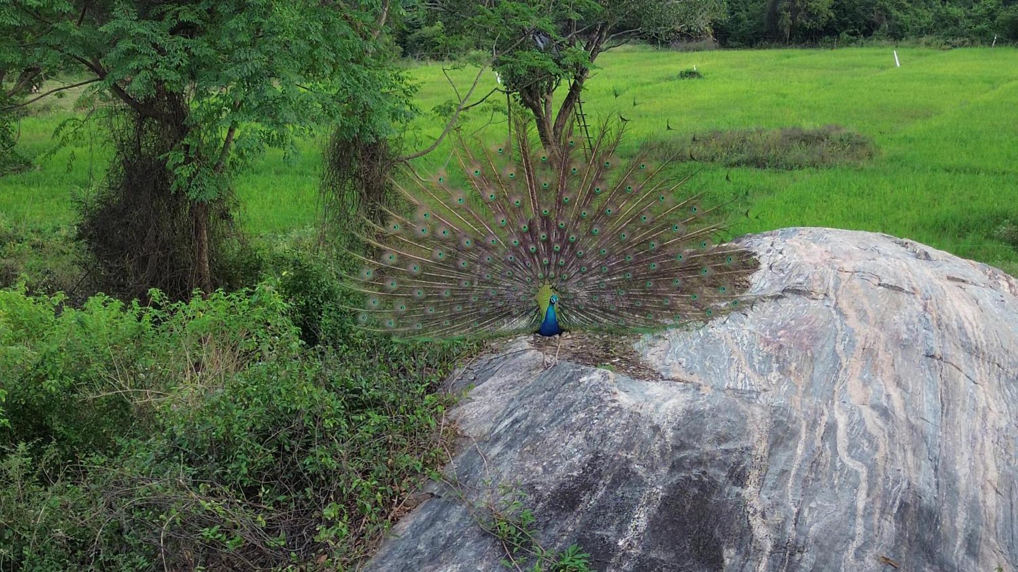 Sigiri Saat Cabana Sigiriya Exterior foto