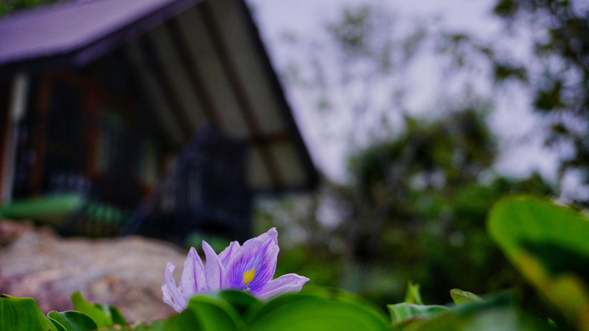 Sigiri Saat Cabana Sigiriya Exterior foto